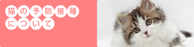 猫の予防接種