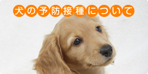 犬の予防接種について